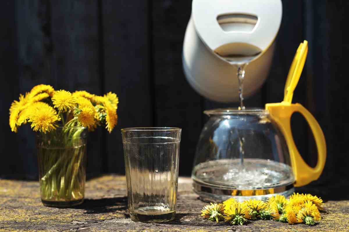 How To Make Dandelion Tea at Home